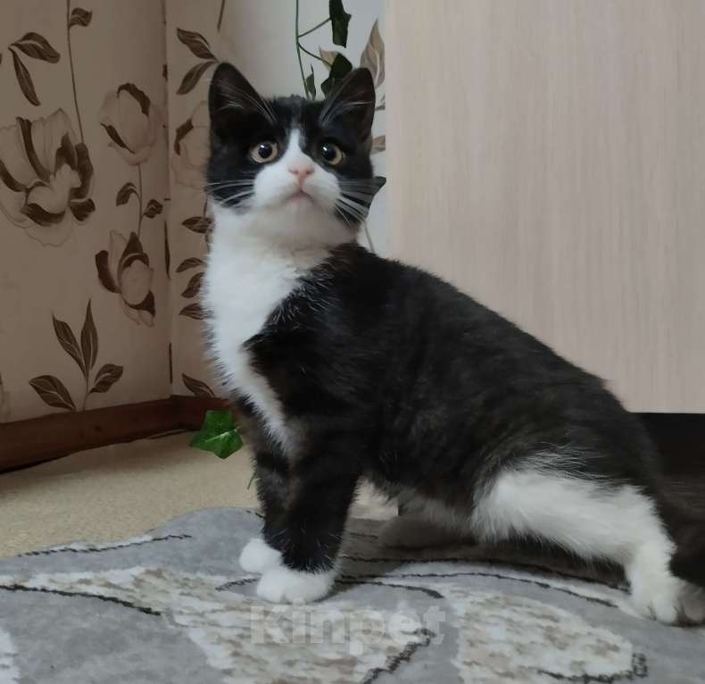 Кошки в других городах Красноярского края: Ктимена Девочка, Бесплатно - фото 2