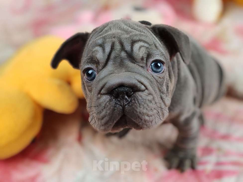 Собаки в Санкт-Петербурге: Шикарная лиловая девочка Бигроп вельвет Девочка, 120 000 руб. - фото 2