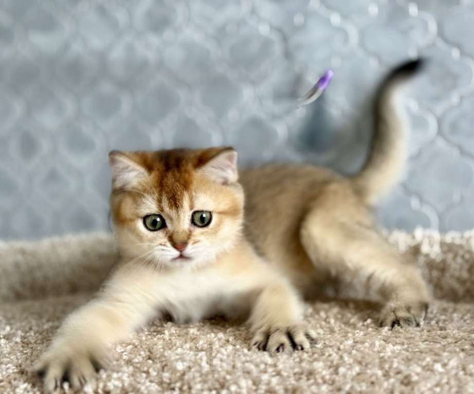 Кошки в Оренбурге: Котенок британский девочка ny25 Девочка, 30 000 руб. - фото 4