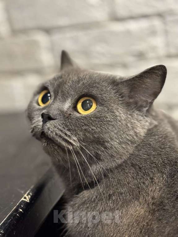 Кошки в Москве: Британская кошка Мэгги в добрые руки Девочка, Бесплатно - фото 3
