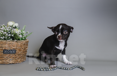 Собаки в Королеве: Девчушка Чихуа-хуа Девочка, 45 000 руб. - фото 6