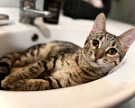 Кошки в Москве: Котята в добрые руки бесплатно  Мальчик, Бесплатно - фото 1