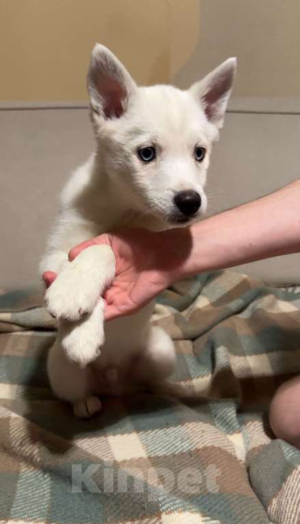 Собаки в Санкт-Петербурге: Помски Мальчик, 15 000 руб. - фото 4