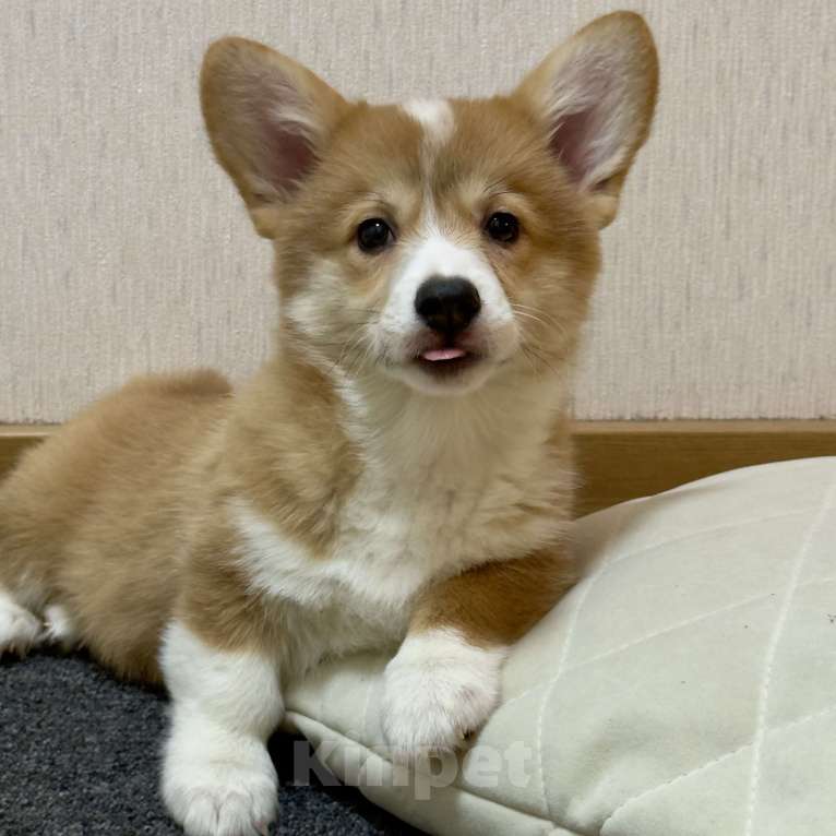 Собаки в других городах Московской области: Красивая девочка Девочка, 50 000 руб. - фото 4