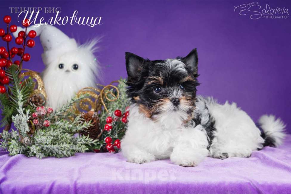 Собаки в Санкт-Петербурге: Бивер терьер Девочка, 80 000 руб. - фото 3