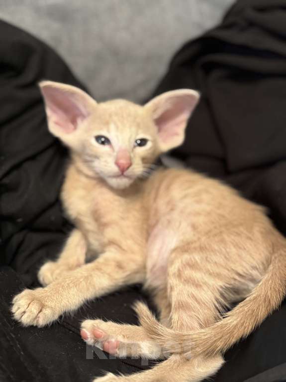 Кошки в Москве: Орикотик Мальчик, 65 000 руб. - фото 2