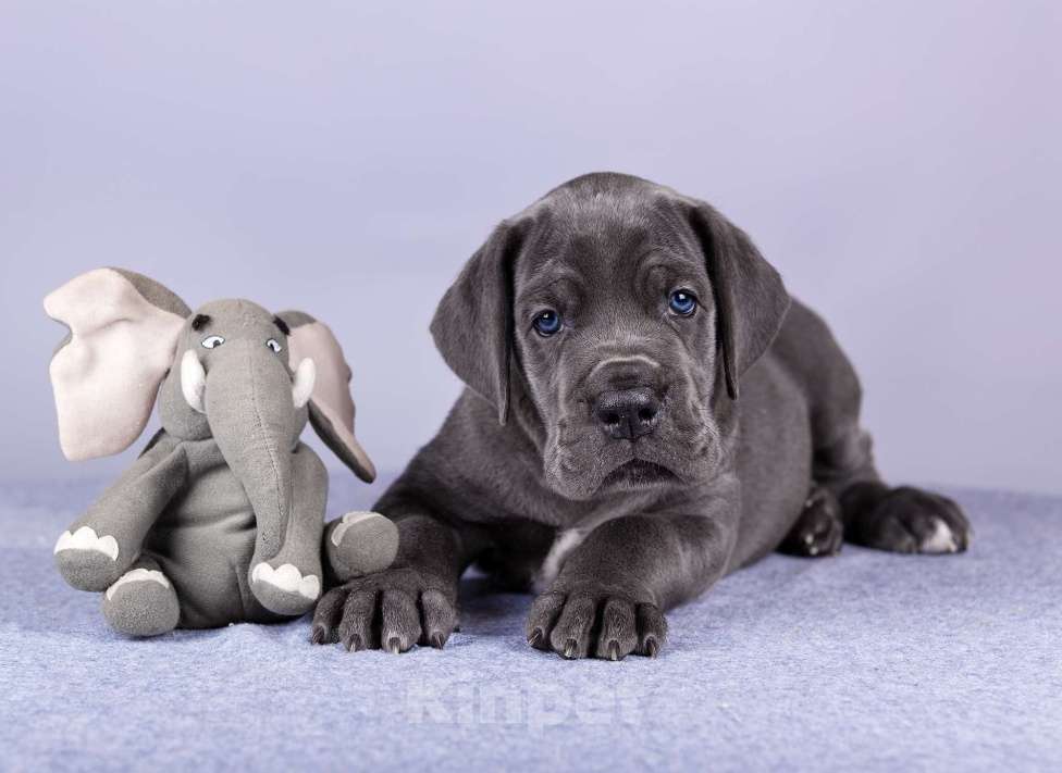 Собаки в Нижнем Новгороде: Немецкий Дог Чемпион Моего Сердца (Зелёная лента) Мальчик, 100 000 руб. - фото 1