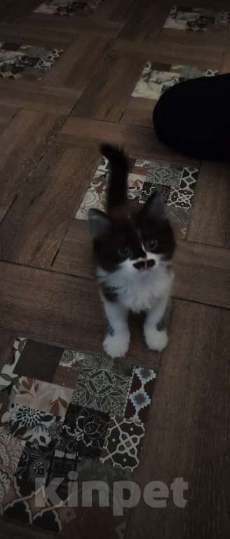 Кошки в Ставрополе: Отдам бесплатно котенка девочку Девочка, Бесплатно - фото 2