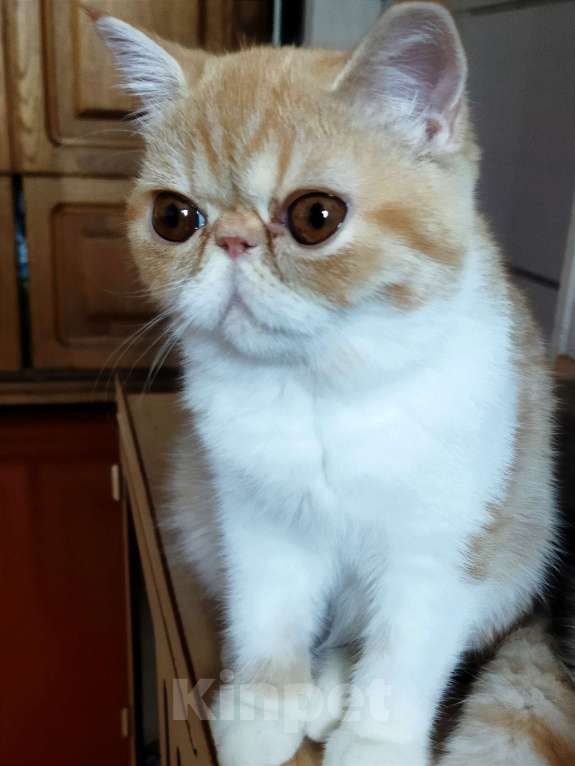 Кошки в Санкт-Петербурге: Экзотическая радость Девочка, 30 000 руб. - фото 4