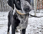 Собаки в Санкт-Петербурге: Миша, тот самый пёс, которого Вы будете называть “наш” Мальчик, 10 руб. - фото 8