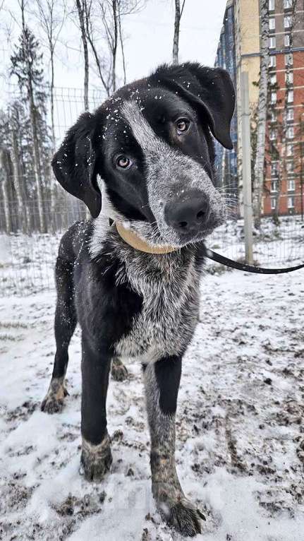 Собаки в Санкт-Петербурге: Миша, тот самый пёс, которого Вы будете называть “наш” Мальчик, 10 руб. - фото 8