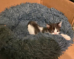 Кошки в Саратове: Котёнок Вечер ищет дом... Мальчик, Бесплатно - фото 2
