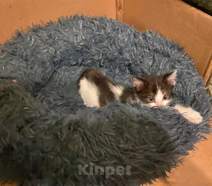 Кошки в Саратове: Котёнок Вечер ищет дом... Мальчик, Бесплатно - фото 2