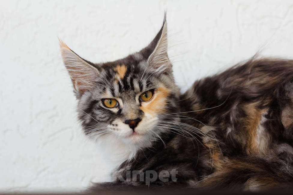 Кошки в Екатеринбурге: мейн-кун полидакт  Девочка, 30 000 руб. - фото 5