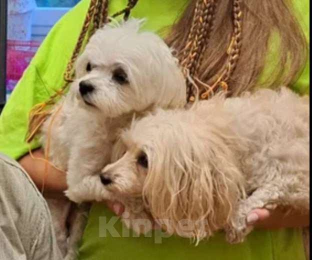 Собаки в Королеве: Кудряшка Девочка, Бесплатно - фото 4