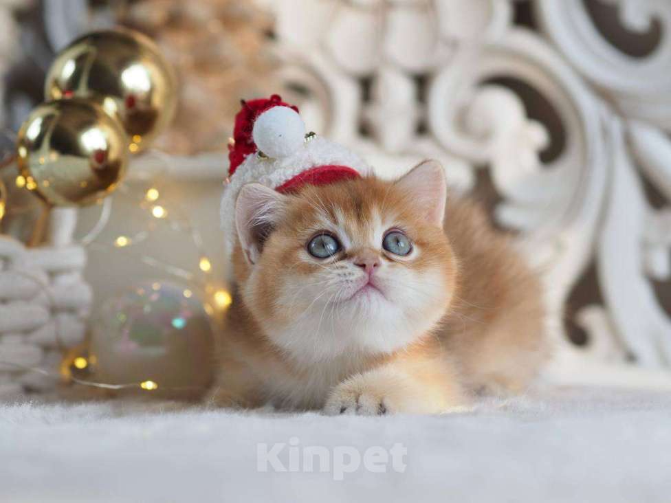 Кошки в Москве: Британская девочка Фианита Девочка, 150 000 руб. - фото 7