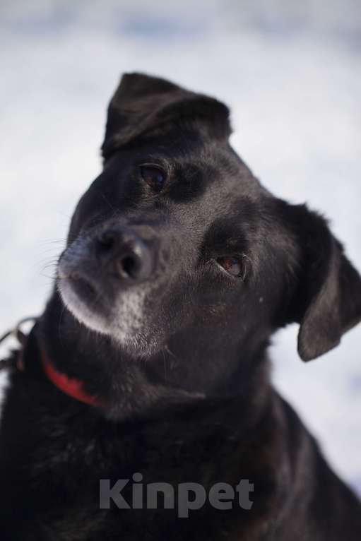 Собаки в Москве: Дина Девочка, Бесплатно - фото 5