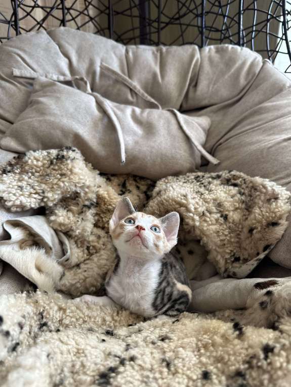 Кошки в Мурином: Domi Sol Девочка, 65 000 руб. - фото 6