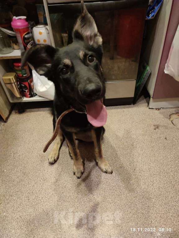 Собаки в Москве: Метис овчарки Марта в добрые руки Девочка, Бесплатно - фото 5