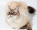 Кошки в Брянске: Кот Бублик Мальчик, 1 руб. - фото 2