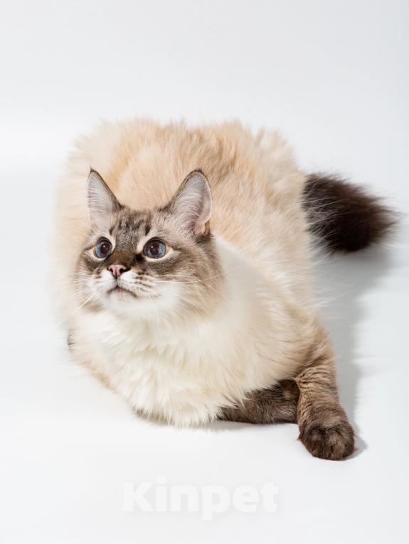 Кошки в Брянске: Кот Бублик Мальчик, 1 руб. - фото 2
