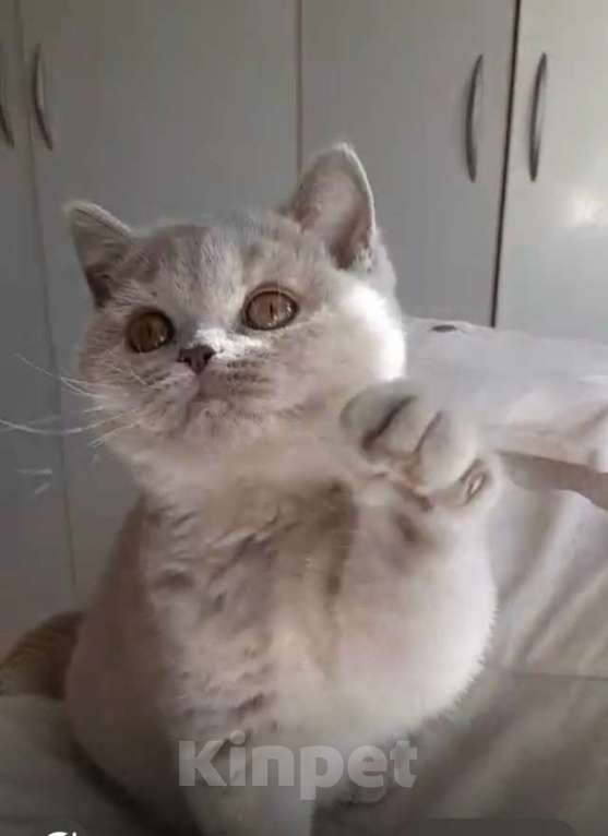 Кошки в Москве: Британский лиловый с кремом котенок Девочка, 50 000 руб. - фото 6