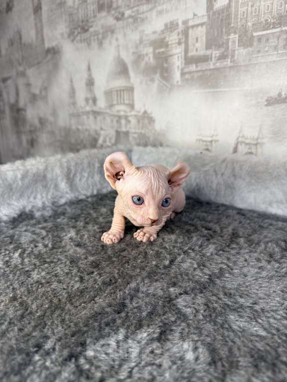 Кошки в Самаре: Котёнок породы эльф с гетерохромией Мальчик, Бесплатно - фото 7