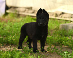 Собаки в Москве: Черный щенок немецкой овчарки рабочего разведения Мальчик, Бесплатно - фото 2