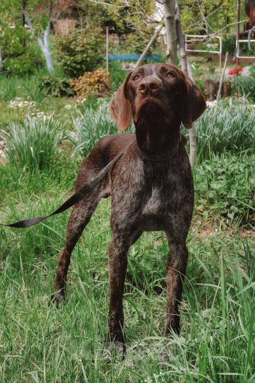 Собаки в Москве: Брошенный курцхаар ищет дом 🏡  Мальчик, Бесплатно - фото 5