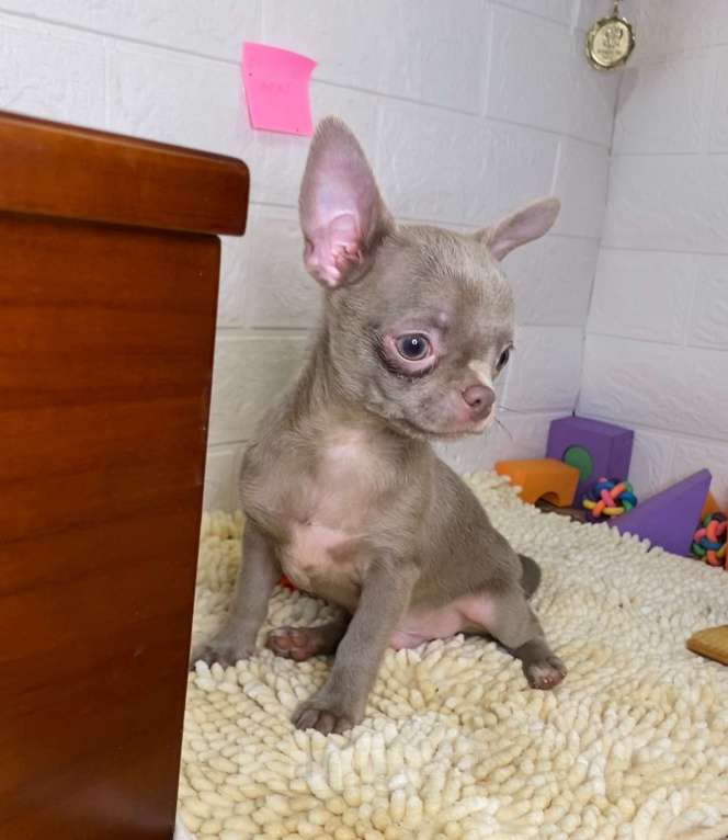 Собаки в Москве: Продаются чихуахуа лилового и шоколадного окраса Мальчик, 80 000 руб. - фото 2