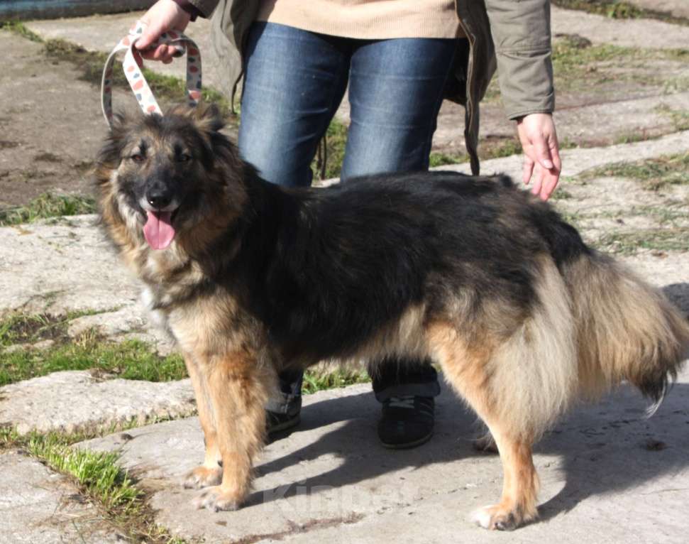 Собаки в Москве: Небольшая, ласковая, пушистенькая Люся очень ждет тебя- родной человек! Девочка, Бесплатно - фото 3