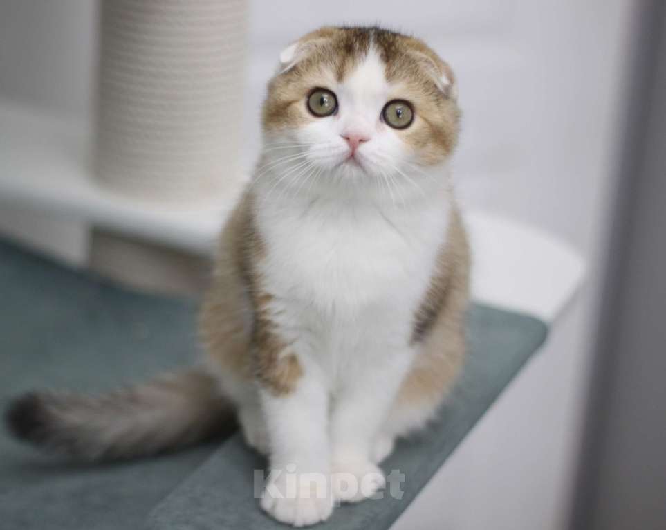 Кошки в Москве: Гумихо Девочка, 30 000 руб. - фото 3