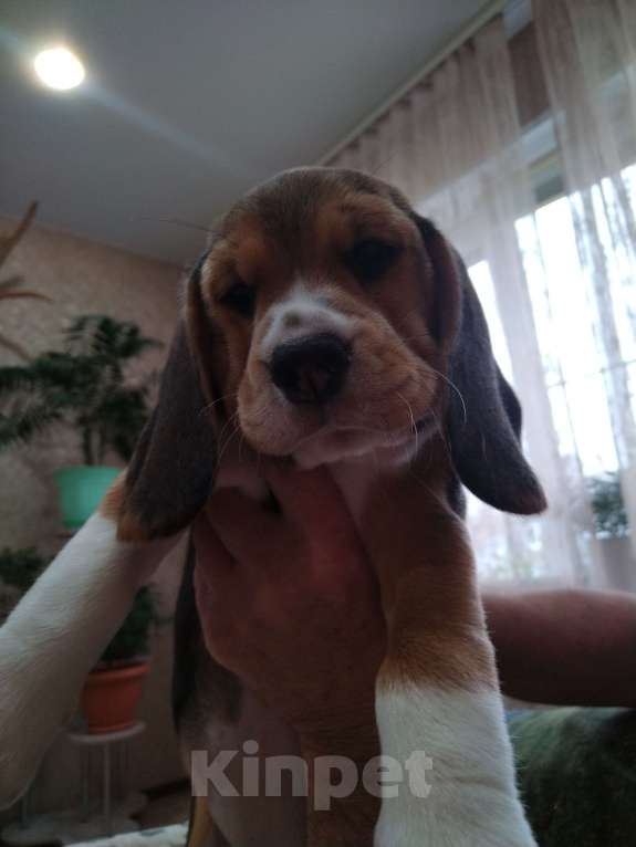 Собаки в других городах Нижегородской области: Девочка-умничка Девочка, 25 000 руб. - фото 3