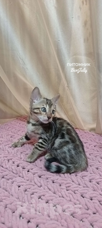 Кошки в других городах Свердловской области: Бенгальский котёнок Девочка, Бесплатно - фото 4