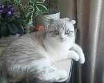 Кошки в Тюмени: Кот для вязки, 800 руб. - фото 6