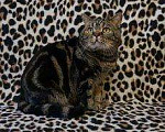 Кошки в Чебоксарах: Шикарный кот, 2 000 руб. - фото 2
