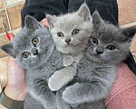 Кошки в Мглине: Вязка британский кот, 1 руб. - фото 9