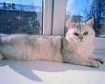 Кошки в Острогожске: Шотландский котёнок, 4 000 руб. - фото 9
