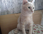 Кошки в Добрянке: Персиковый котик, 50 руб. - фото 2