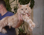 Кошки в Барыше: Мейн кун, 12 000 руб. - фото 3