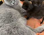 Кошки в Ижевске: Котенок Девочка, Бесплатно - фото 2