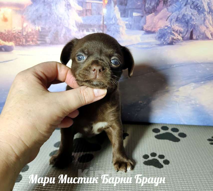 Собаки в Санкт-Петербурге: Барни Браун шоколадного окраса чихуахуа Мальчик, 60 000 руб. - фото 1