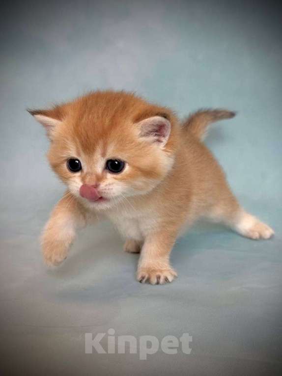 Кошки в Калуге: Британская золотая шиншилла Девочка, 45 000 руб. - фото 6