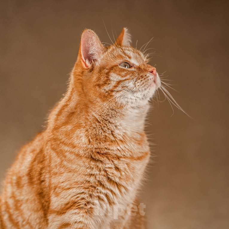 Кошки в Клине: Клёпа — друг для всей семьи Мальчик, Бесплатно - фото 7