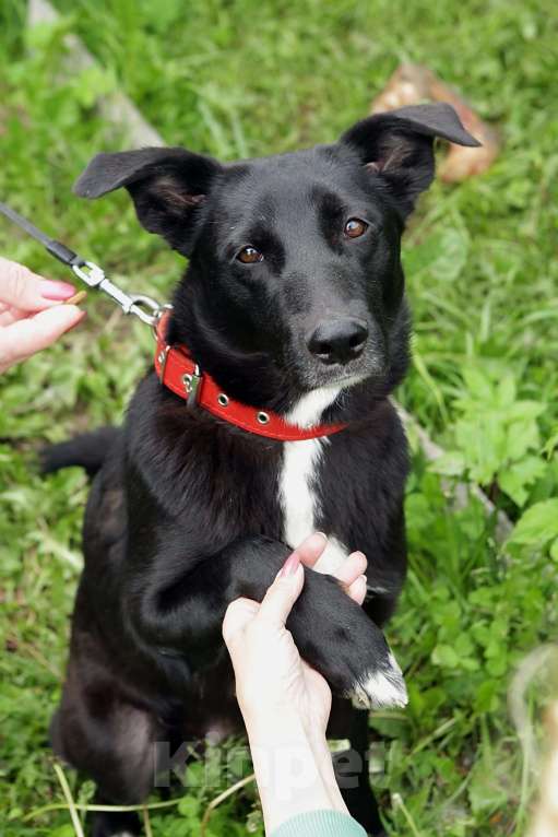 Собаки в Санкт-Петербурге: Отдам собаку бесплатно Девочка, Бесплатно - фото 4