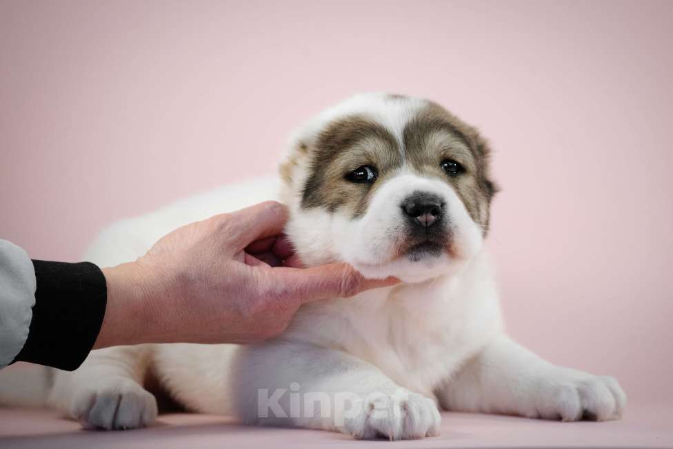 Собаки в других городах Нижегородской области: Щенок среднеазиатской овчарки ищет дом! Девочка, Бесплатно - фото 3