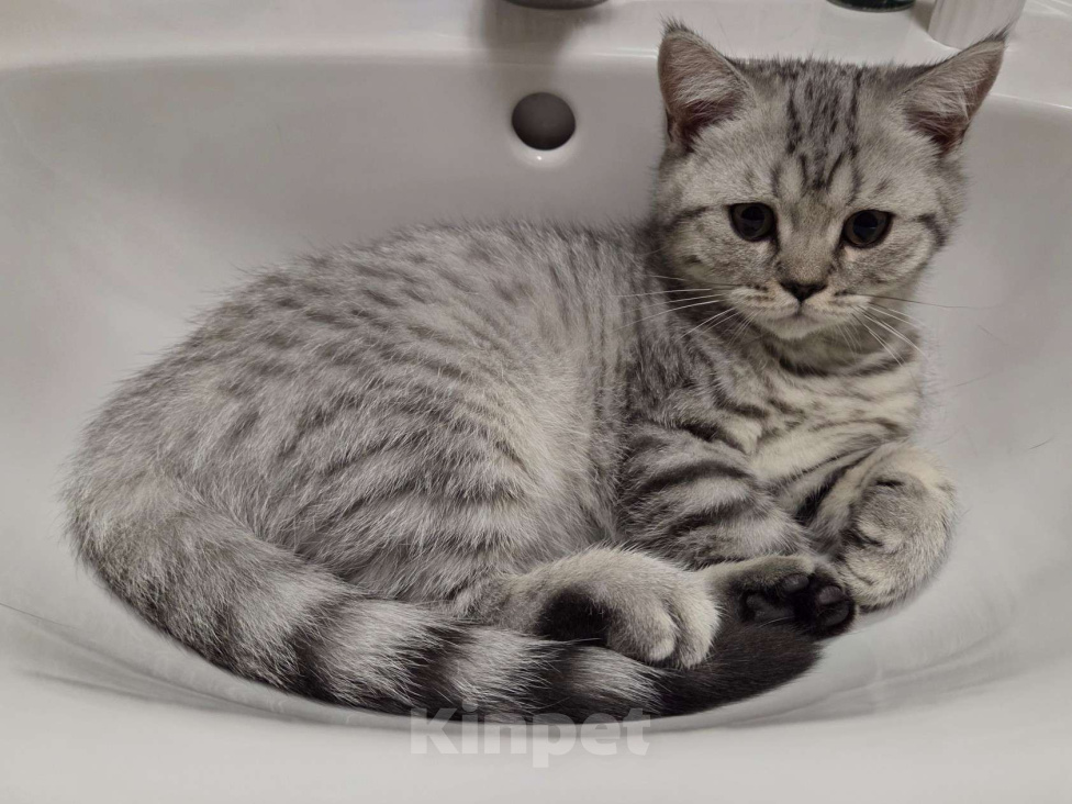 Кошки в Москве: Котёнок британский короткошерстный Мальчик, 20 000 руб. - фото 1