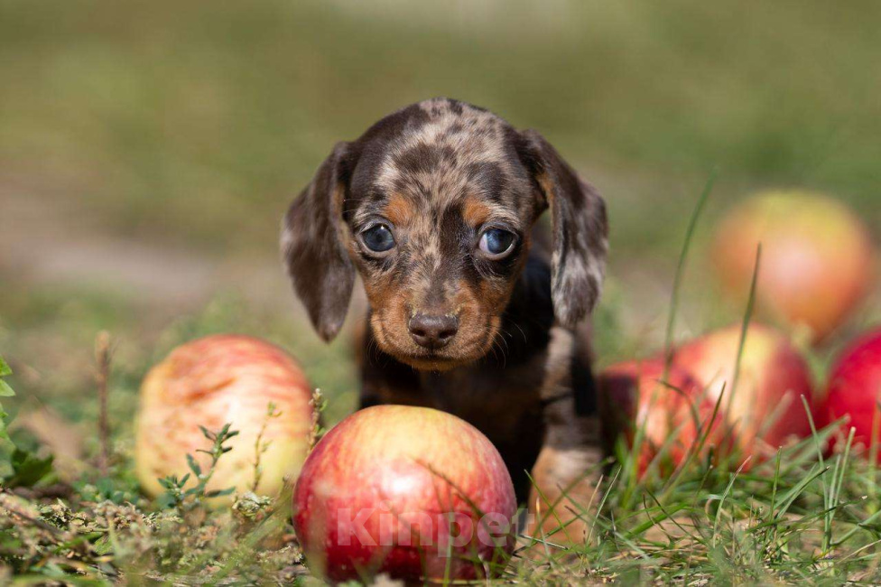 Собаки в Москве: Мраморная девочка Девочка, 130 000 руб. - фото 2