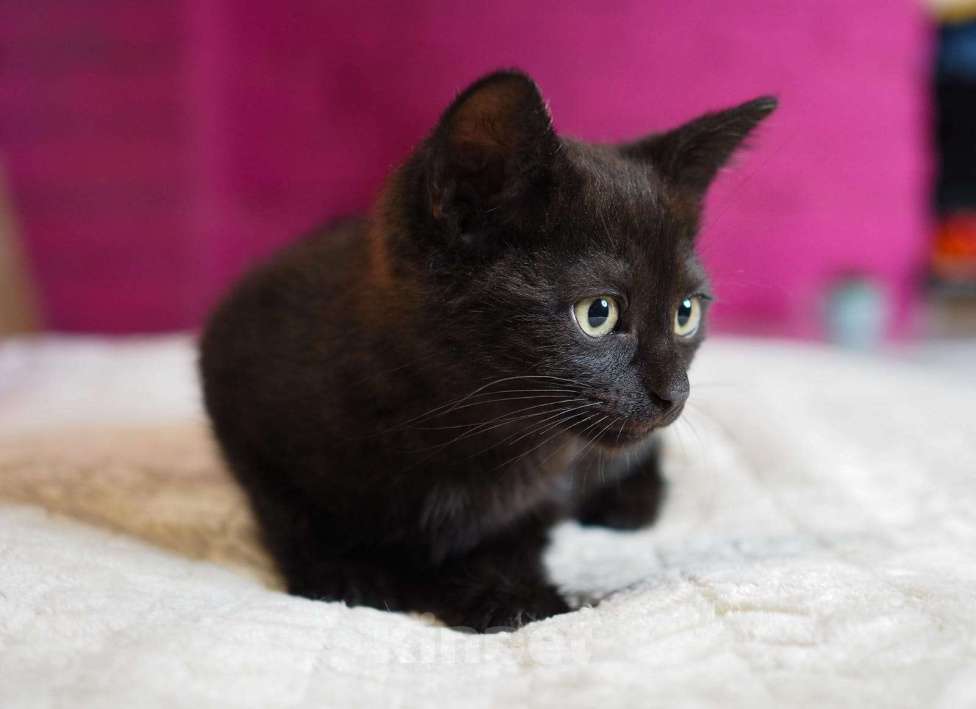 Кошки в Москве: Котёнок Фуджи в добрые руки  Мальчик, Бесплатно - фото 5