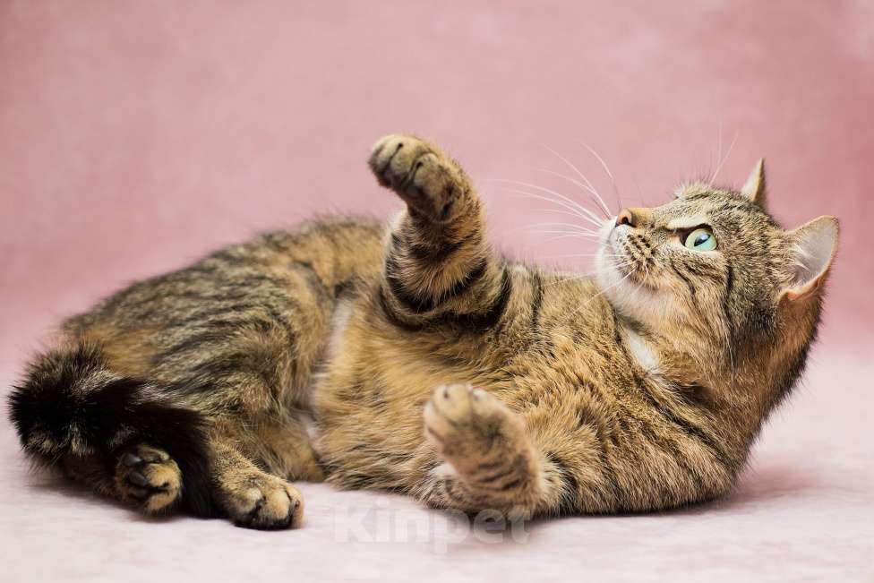 Кошки в Москве: Прима ищет дом Девочка, Бесплатно - фото 3